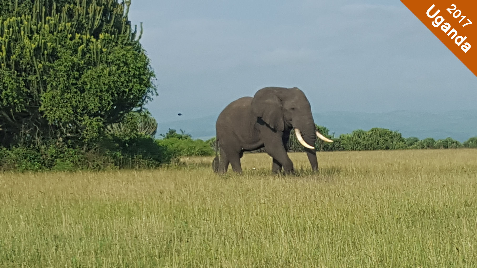 Elephant in Uganda